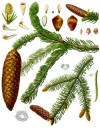 Picea abies - KÃ¶hlerâ??s Medizinal-Pflanzen-105.jpg