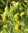 Pineapple Mayweed (Chamomilla suaveolens) - geograph.org.uk - 497544.jpg