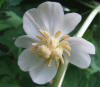 Podophyllum umbellatum 1.jpg