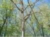 Populus deltoides, Eastern Cottonwood.png