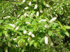 Prunus virginiana2.jpg