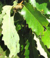 Quercus muehlenbergii-leaves-immature-acorns.jpg