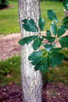Quercus muhlenbergii.jpg