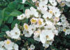 Rosa-multiflora2.jpg