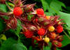 Rubus phoenicolasius B.jpg