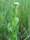 Samolus valerandi Brookweed, Seaside brookweed