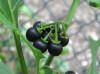 Solanum nigrum fruit black.jpg