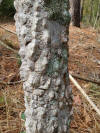 https://www.healthbenefitstimes.com/9/gallery/southern-prickly-ash/Southern-Prickly-Ash-bark.jpg