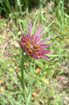 Tragopogon porrifolius flower.jpg