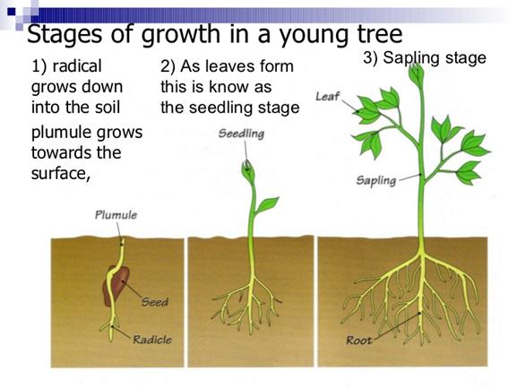 Image result for parts of trees, seedlings, saplings