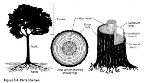 Image result for parts of trees