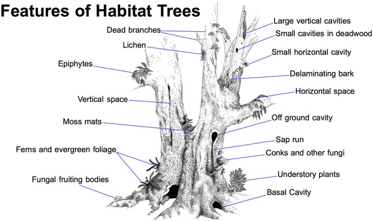  Often, trees or parts of trees that offer the most habitat are condemned as 'Defects'.&nbsp;Trees offer a diversity of habitat features that can only be found in and among 'Old Trees'. The illustration above shows some such features.  Illustration: Brian French  