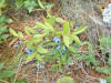 Vaccinium angustifolium, Pancake Bay PP.jpg