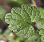 henbit leaf