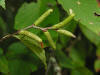 Sweet Birch (Betula lenta) catkins