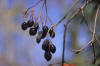 blackhaw fruit