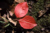 blackhaw leaf in autumn