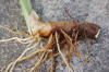cattail rhizome_root