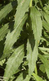 Canada goldenrod toothed leaves