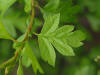 A hawthorn leaf