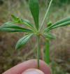 Mollugo verticillata node