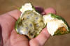 maypop fruit interior