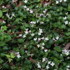 Mitchella repens Partridgeberry Leaves and growth habit