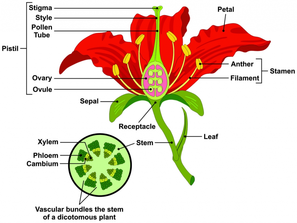 Image result for plant parts
