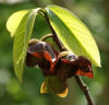 Asimina triloba kz1.jpg