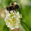 Bombus barbutellus - Trifolium repens - Keila.jpg