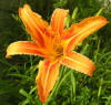 Daylily (Hemerocallis fulva) v2.jpg