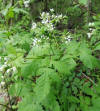 Osmorhiza longistylis.jpg