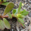 Portulaca oleracea Ja ao 1.JPG