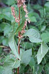 File:Rumex patientia 7011032079.jpg