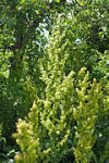 File:Rumex patientia kz01.jpg