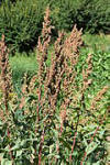 File:Rumex patientia kz03.jpg