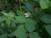 Amphicarpaea bracteata, 2015-08-25, Bird Park, 01.jpg