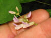 Amphicarpaea bracteata inflorescence.jpg