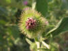 Arctium minus flor.jpg