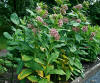 Asclepias syriaca prg 2.jpg