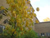 Asimina triloba autumn 2011.jpg