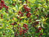 Black cherry 1.JPG