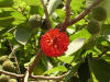 Broussonetia papyrifera-fruits.jpg