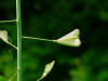 Capsella bursa-pastoris 003.JPG