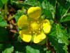 Potentilla indica 003.jpg