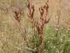 Rumex crispus (5002466641).jpg