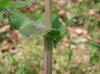 Sonchus oleraceus1.jpg