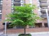 Tilia americana in Toronto.jpg