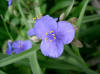 Tradescantia ohiensis2.jpg