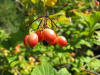 Viburnum trilobum1.jpg